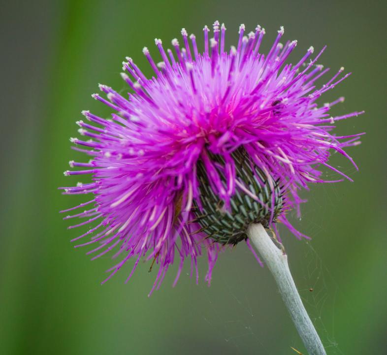 Texas Thistle 